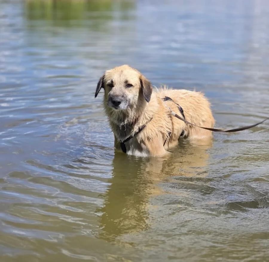 Missy, female 7yo Mixed Breed for adoption at Vierbeiner in Not e.V.