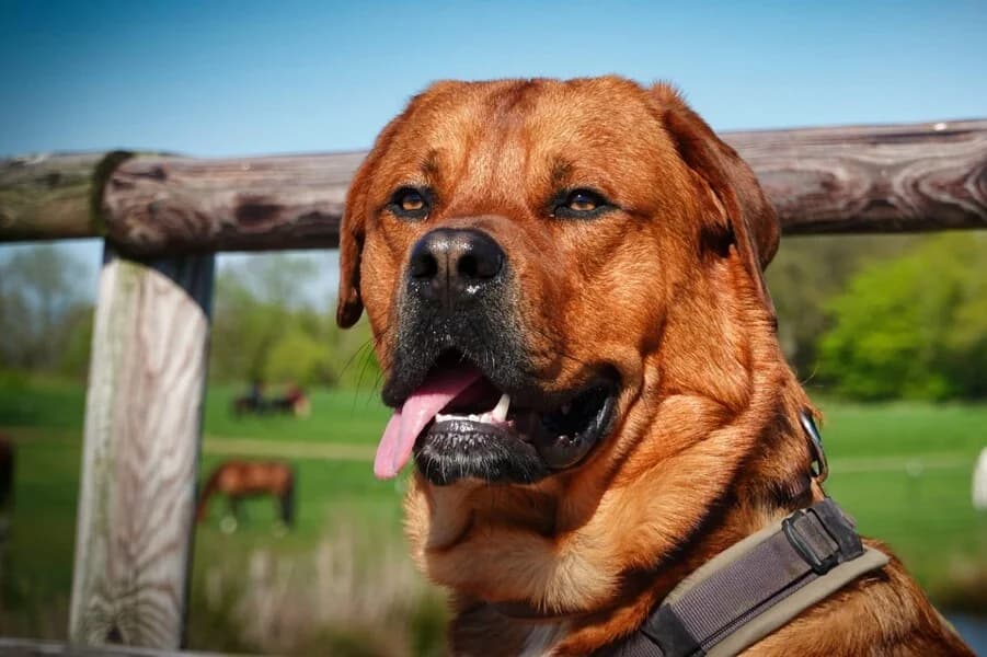 Ingo, male Mixed Breed for adoption at Vierbeiner in Not e.V.