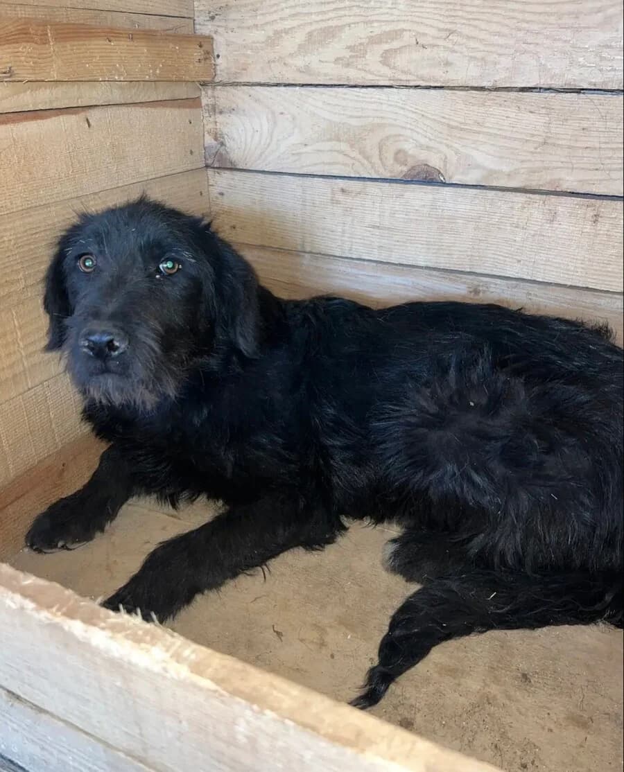 Pixi (Nyx), female young Mixed Breed for adoption at Vierbeiner in Not e.V.