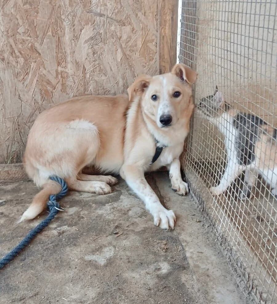 Barry, male young Mixed Breed for adoption at Vierbeiner in Not e.V.