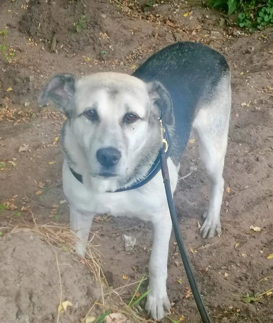 Ayden, male Mixed Breed for adoption at Vierbeiner in Not e.V.