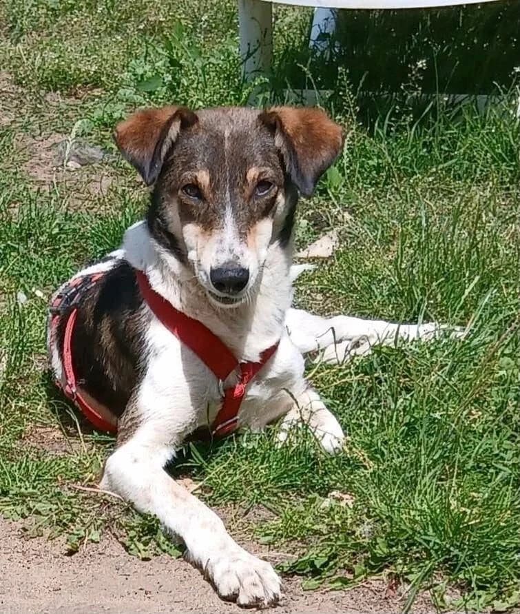Alina, female 3yo Mixed Breed for adoption at Vierbeiner in Not e.V.