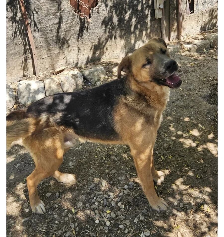Yukon, male 6yo Mixed Breed for adoption at Vierbeiner in Not e.V.