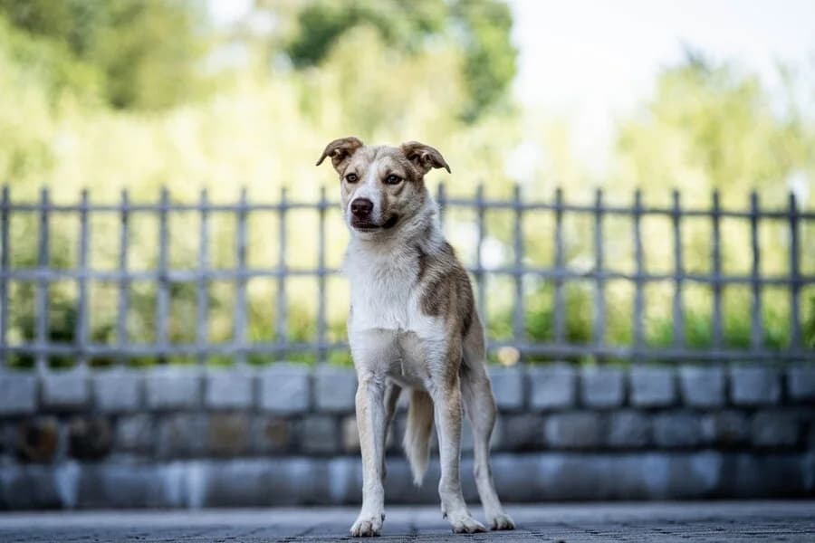 Malte, male 3yo Mixed Breed for adoption at Vierbeiner in Not e.V.