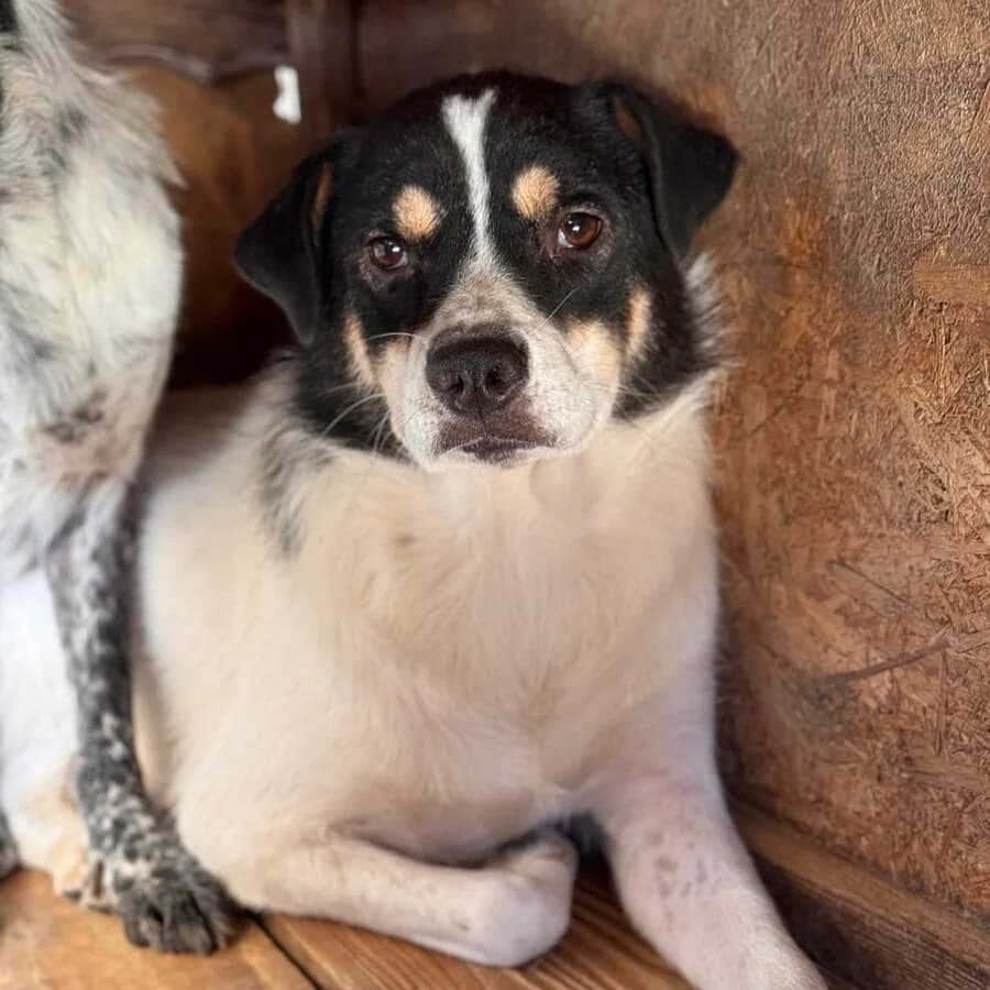 Mats, male 6yo Mixed Breed for adoption at Vierbeiner in Not e.V.
