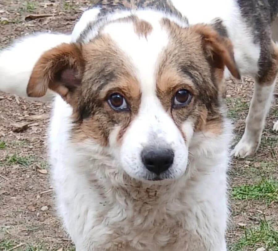 Mats, male 6yo Mixed Breed for adoption at Vierbeiner in Not e.V.