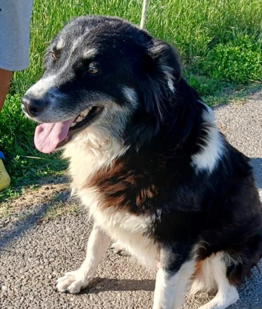 Alice, female 5yo Mixed Breed for adoption at Vierbeiner in Not e.V.