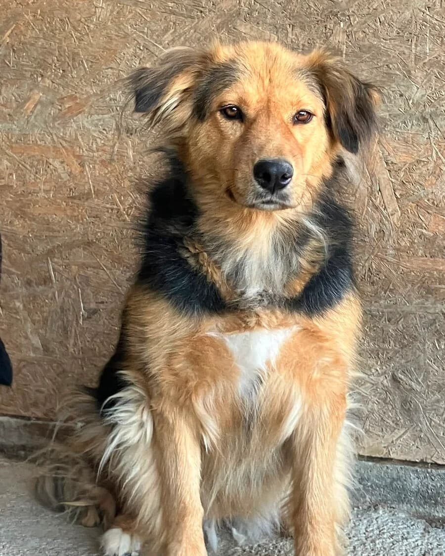 Lilly, female 6yo Mixed Breed for adoption at Vierbeiner in Not e.V.