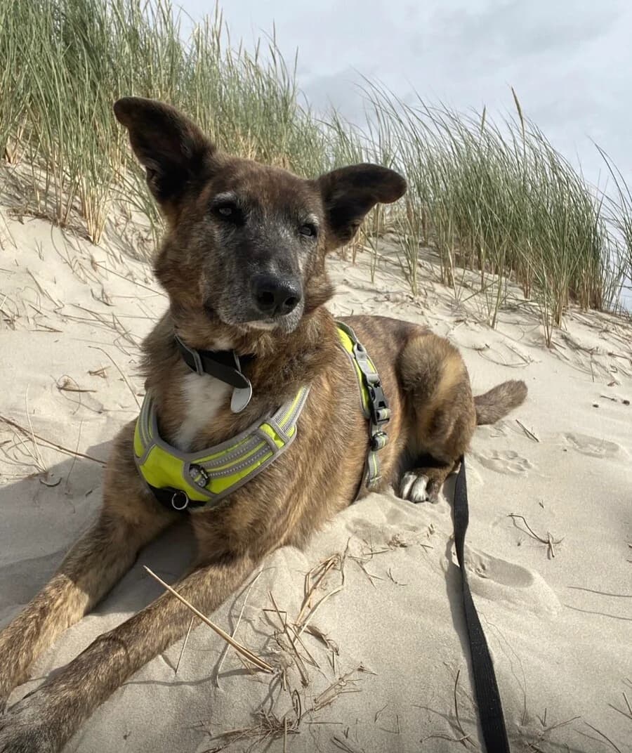 Nala, female senior Mixed Breed for adoption at Vierbeiner in Not e.V.