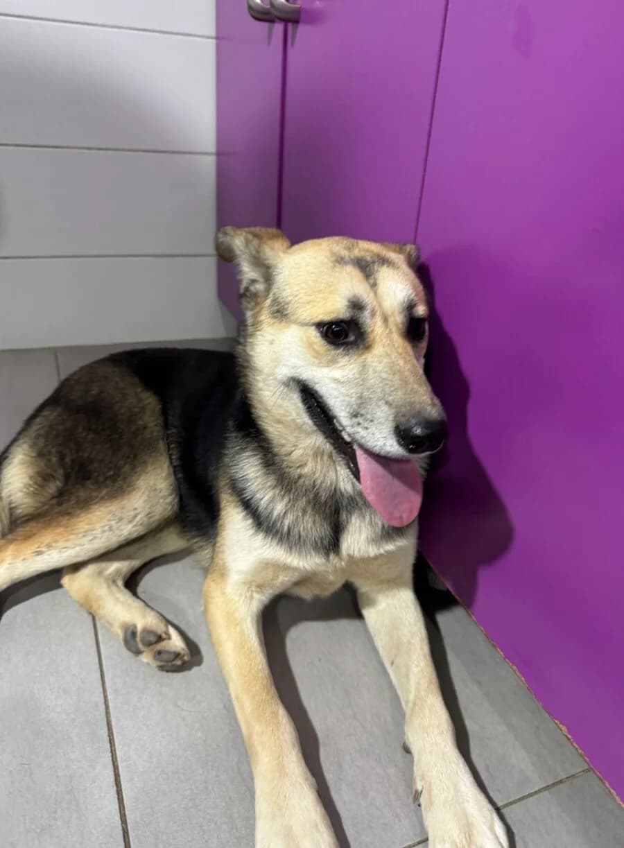 Steffy, female 3yo Mixed Breed for adoption at Vierbeiner in Not e.V.