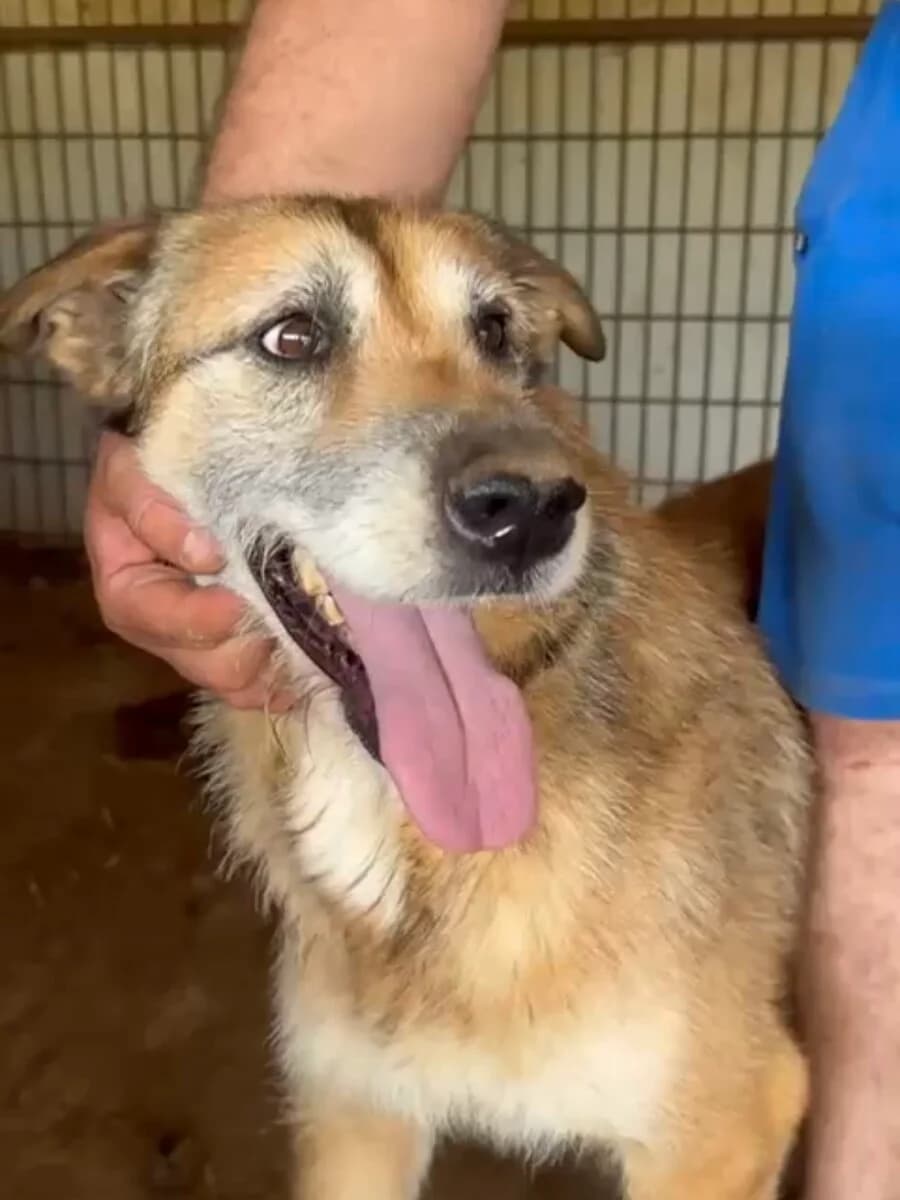 Hope, male senior Mixed Breed for adoption at Vierbeiner in Not e.V.