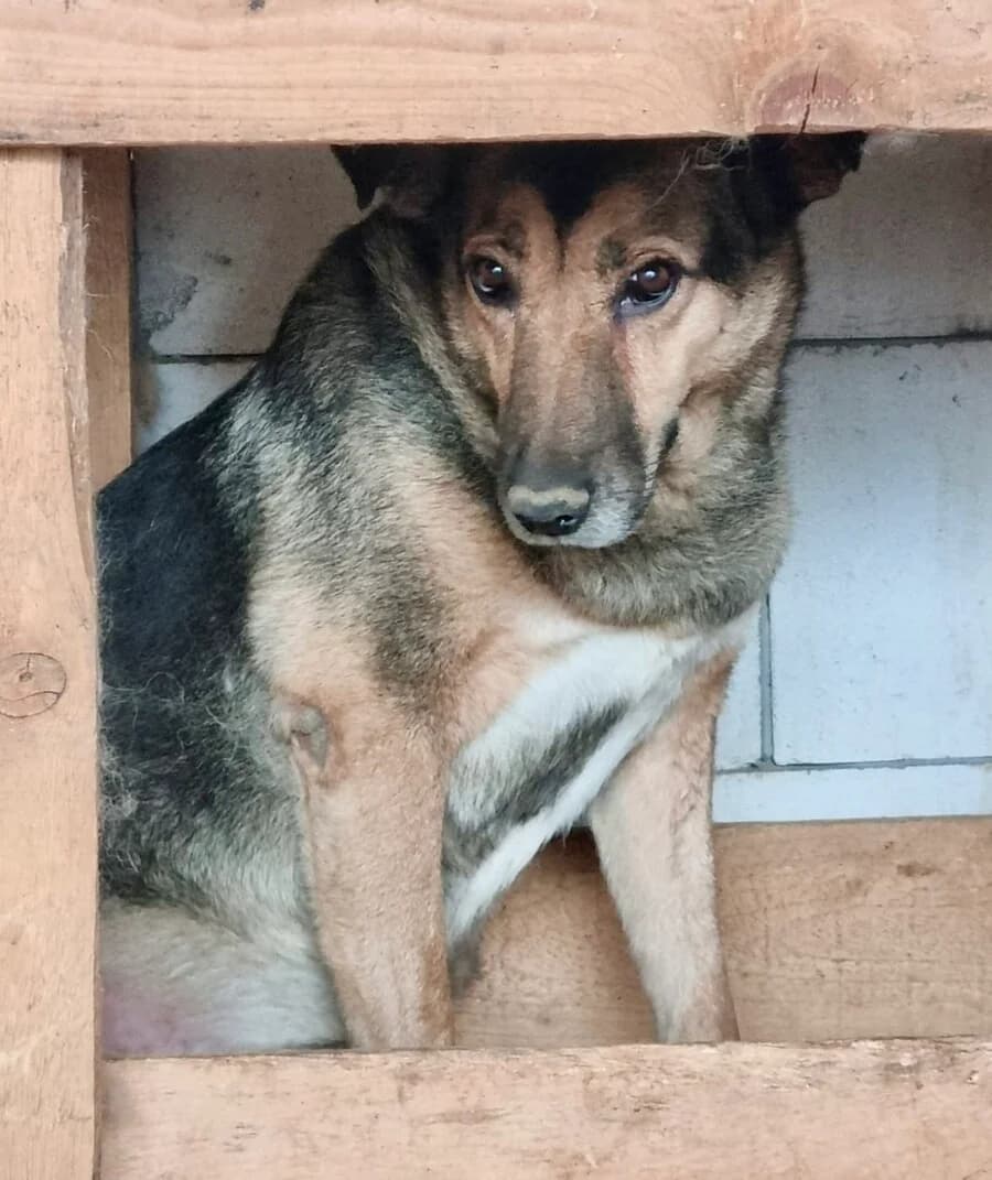 Julia, female senior Mixed Breed for adoption at Vierbeiner in Not e.V.