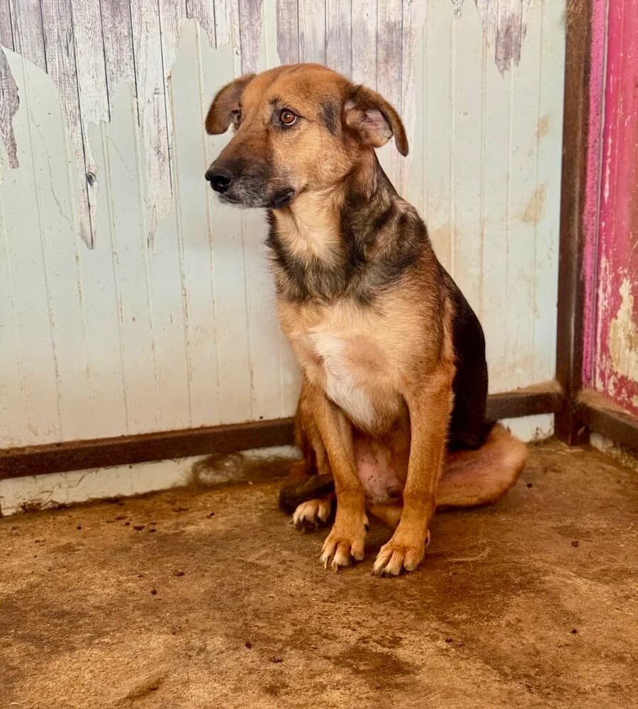 Fjell, male senior Mixed Breed for adoption at Vierbeiner in Not e.V.