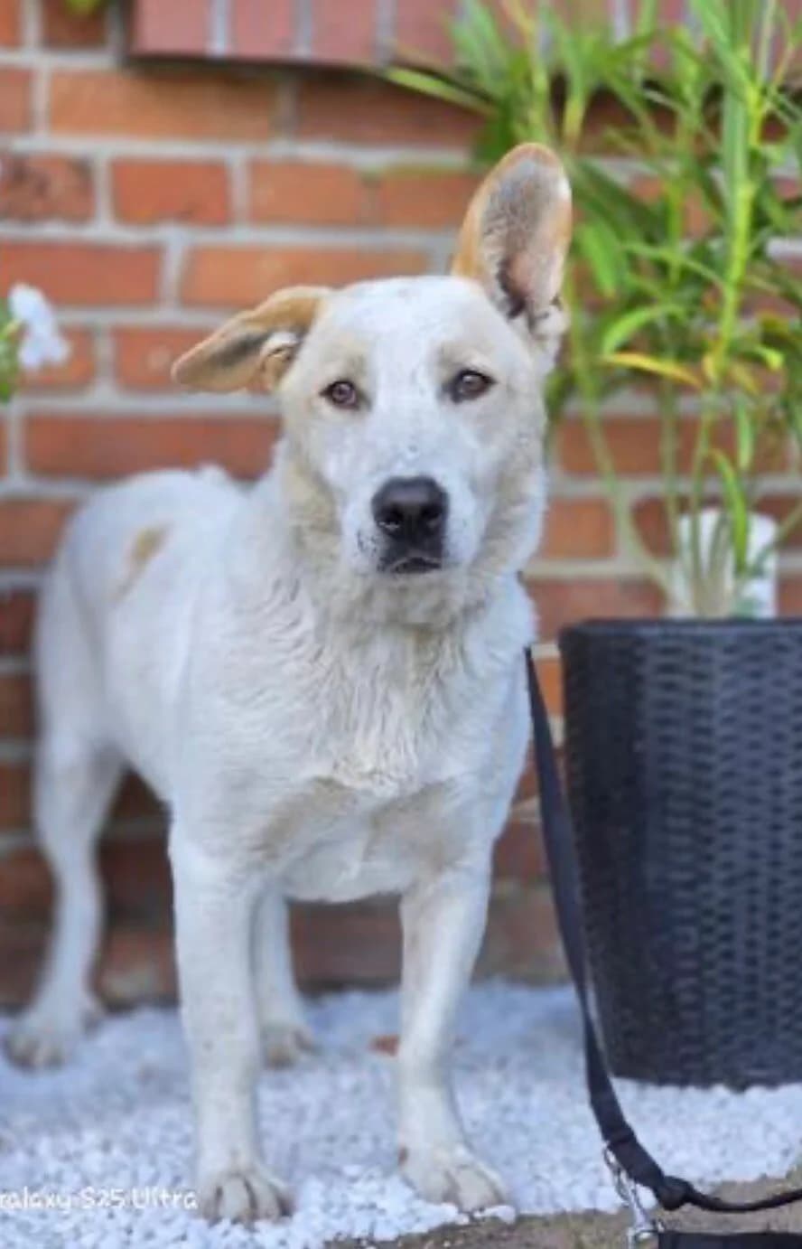 Jonathan, male 7yo Mixed Breed for adoption at Vierbeiner in Not e.V.