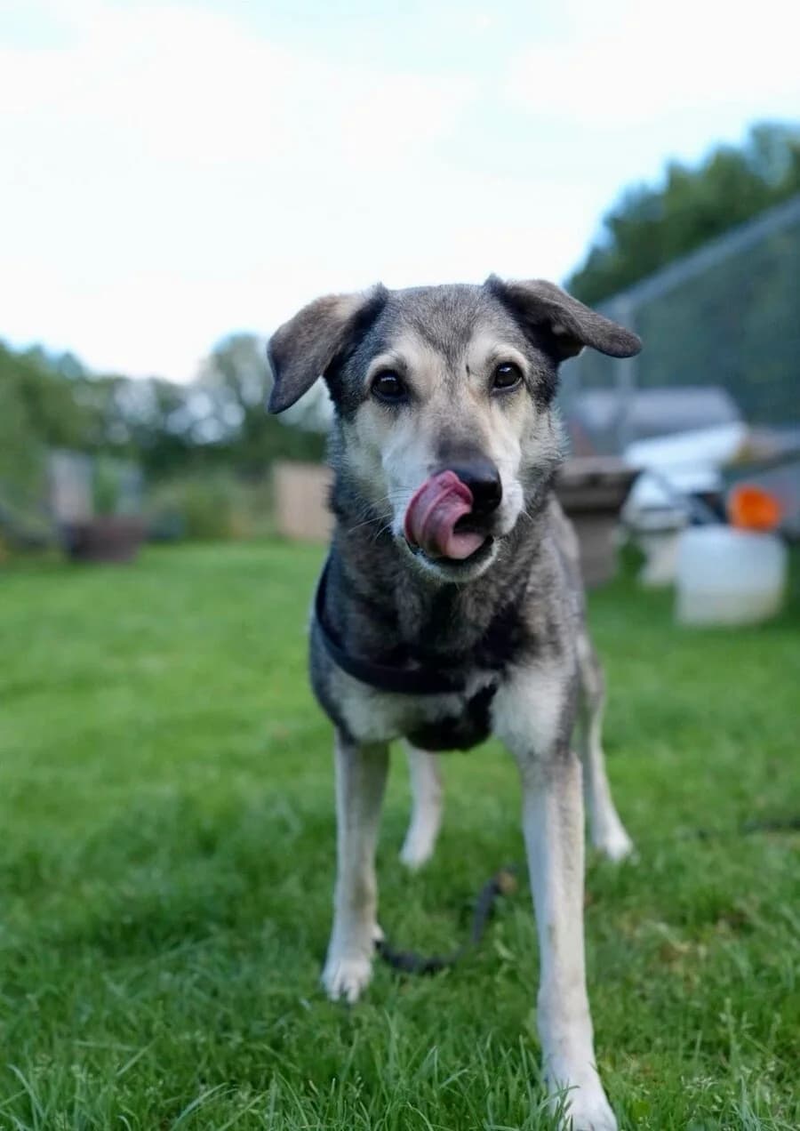 Spencer, male 7yo Mixed Breed for adoption at Vierbeiner in Not e.V.