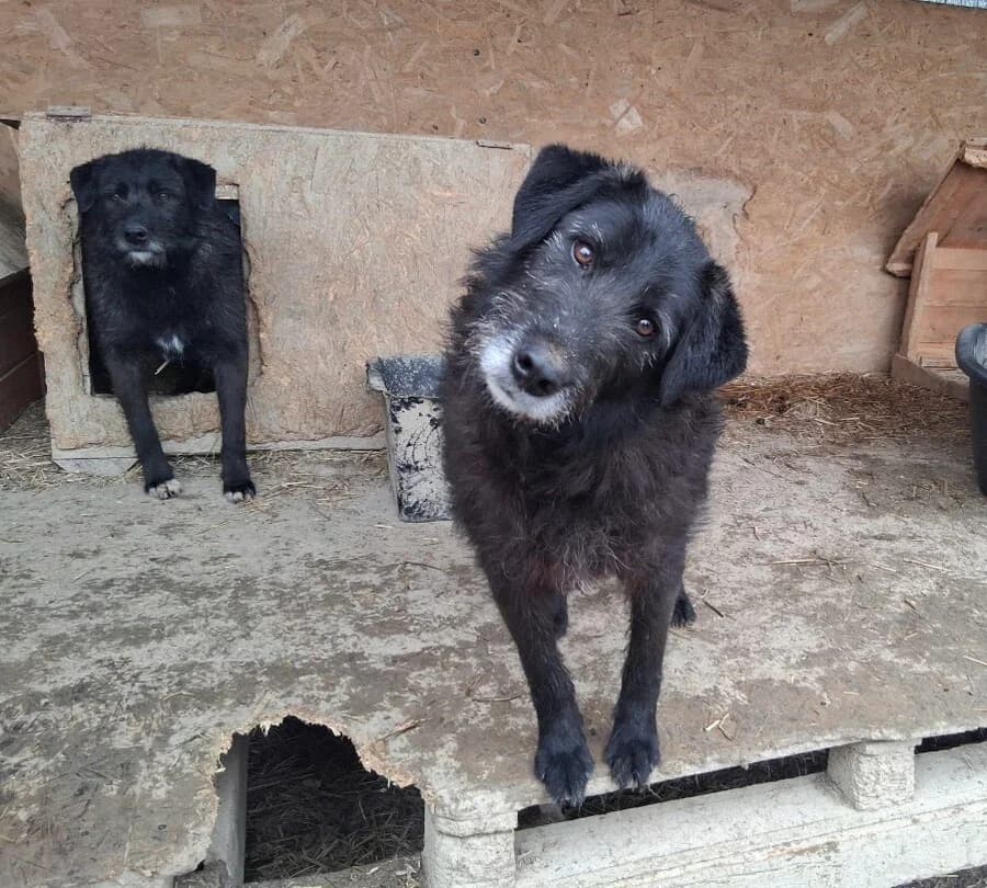 Charly, male 3yo Mixed Breed for adoption at Vierbeiner in Not e.V.