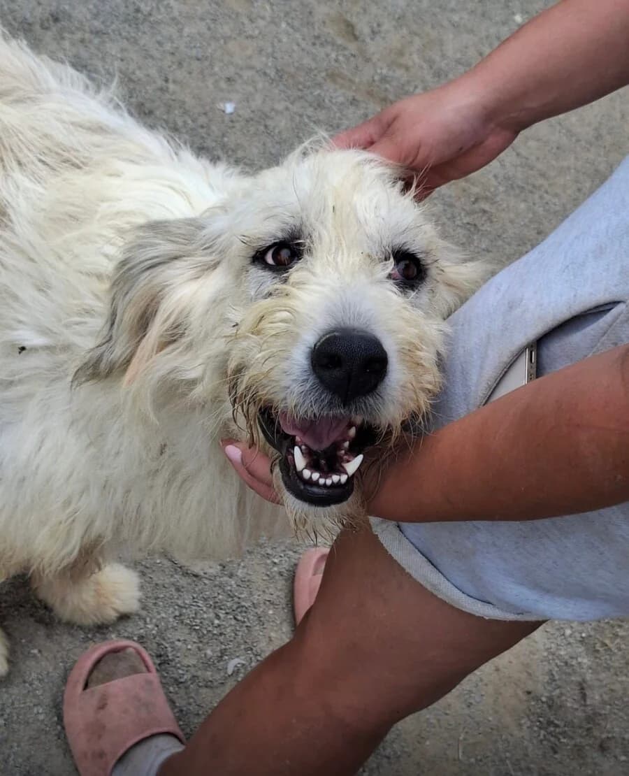 Flake, female young Mixed Breed for adoption at Vierbeiner in Not e.V.
