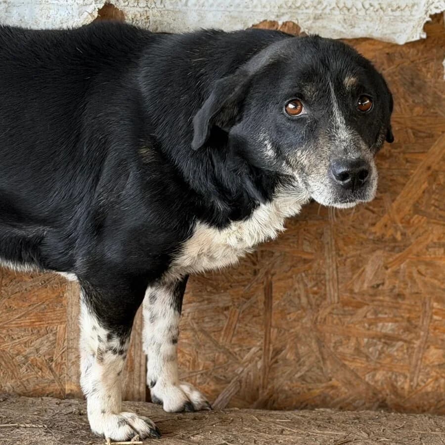 Bruce, weiß male 5yo Mixed Breed for adoption at Vierbeiner in Not e.V.