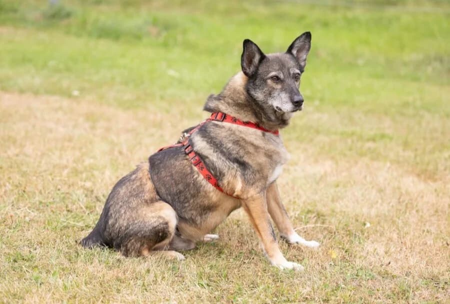 Findus, male 7yo Mixed Breed for adoption at Vierbeiner in Not e.V.