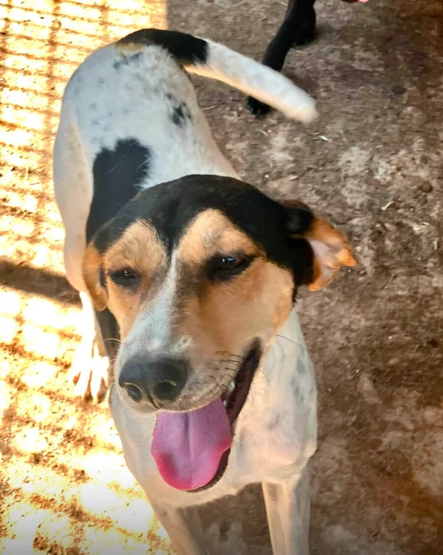 Coco, female young Mixed Breed for adoption at Vierbeiner in Not e.V.