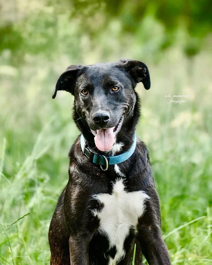 Rala, female 3yo Mixed Breed for adoption at Vierbeiner in Not e.V.