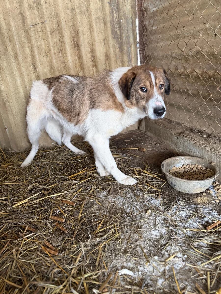 Mika, male senior Mixed Breed for adoption at Vierbeiner in Not e.V.