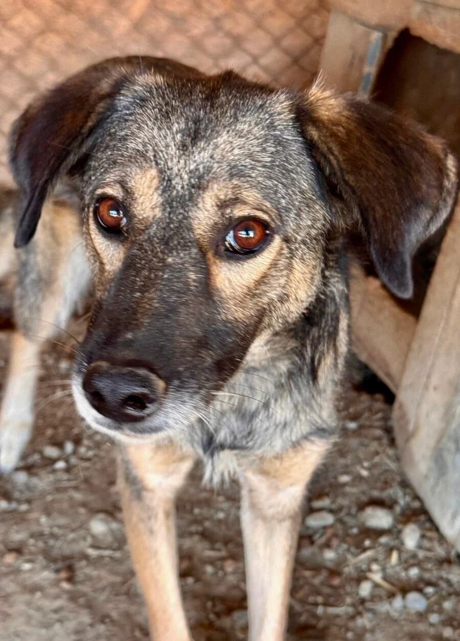 Leni, female 7yo Mixed Breed for adoption at Vierbeiner in Not e.V.
