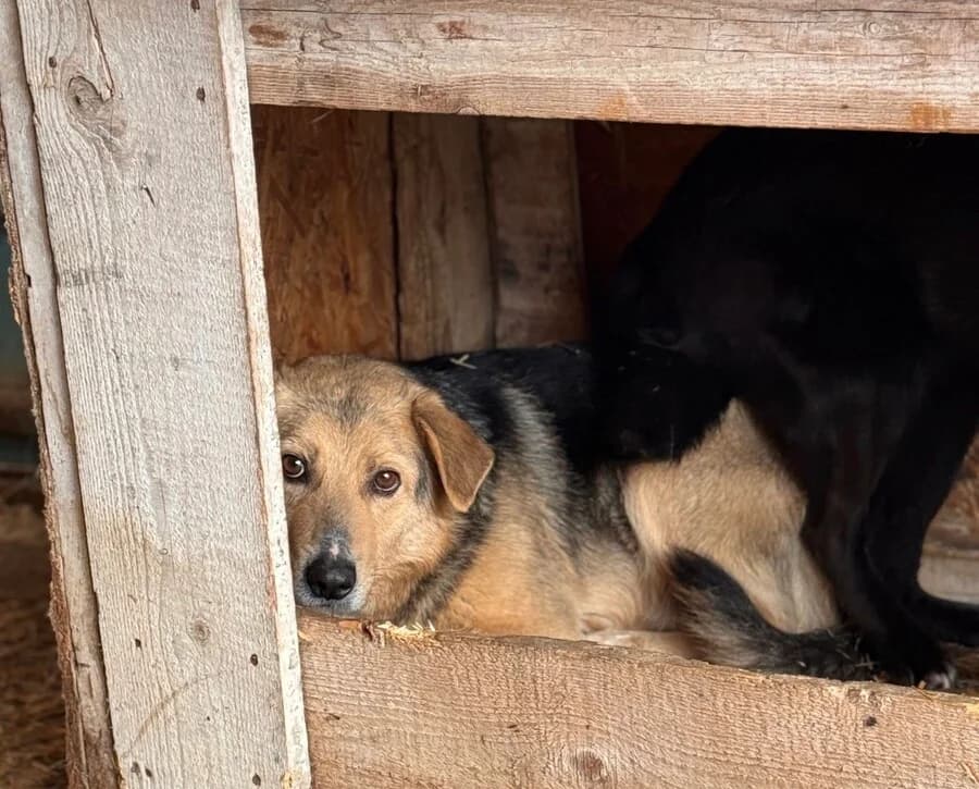 Sunrise, male 4yo Mixed Breed for adoption at Vierbeiner in Not e.V.