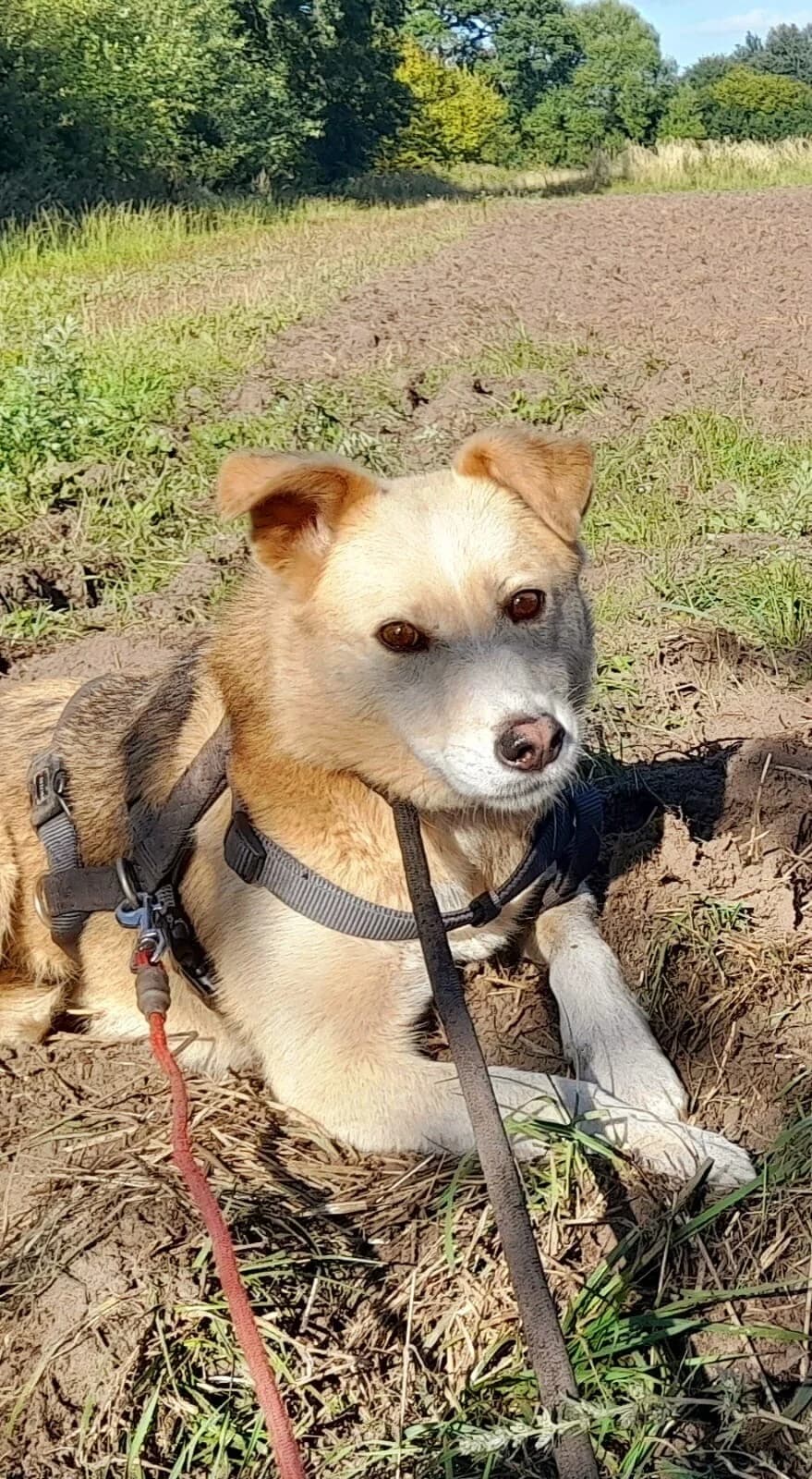 Ronja, female 5yo Mixed Breed for adoption at Vierbeiner in Not e.V.