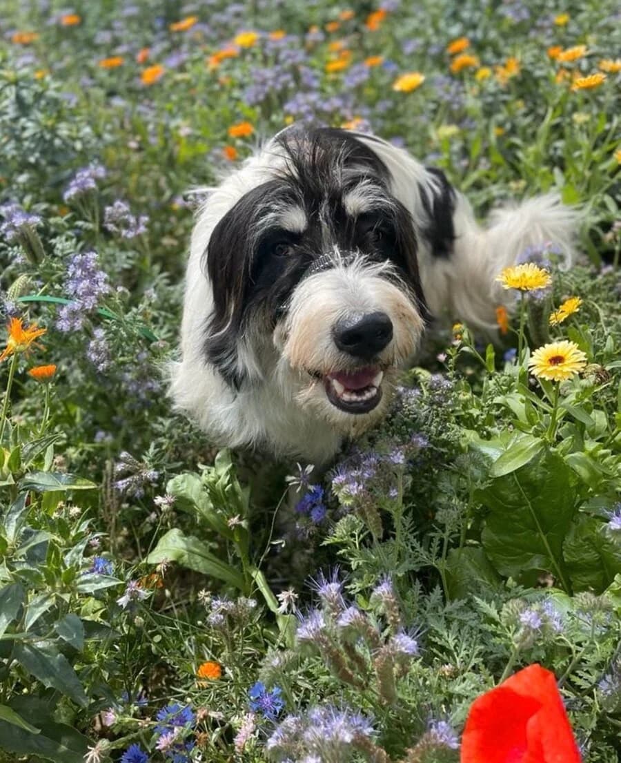 Betty, female 4yo Mixed Breed for adoption at Vierbeiner in Not e.V.