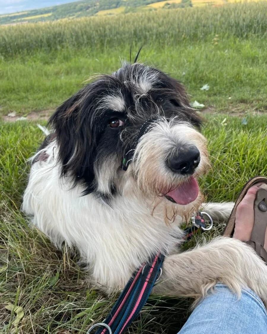 Betty, female 4yo Mixed Breed for adoption at Vierbeiner in Not e.V.