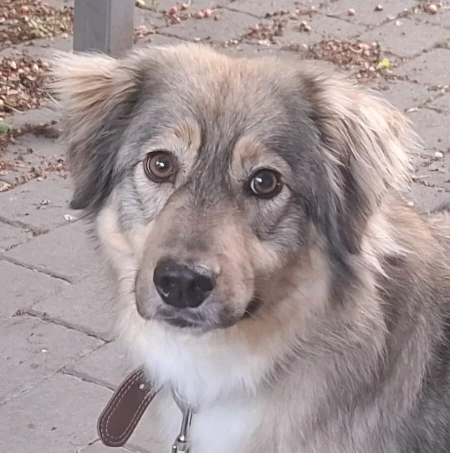 Blue, male 6yo Mixed Breed for adoption at Vierbeiner in Not e.V.