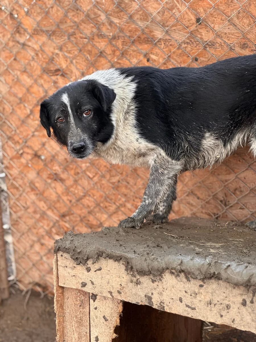 Sofia, female 6yo Mixed Breed for adoption at Vierbeiner in Not e.V.