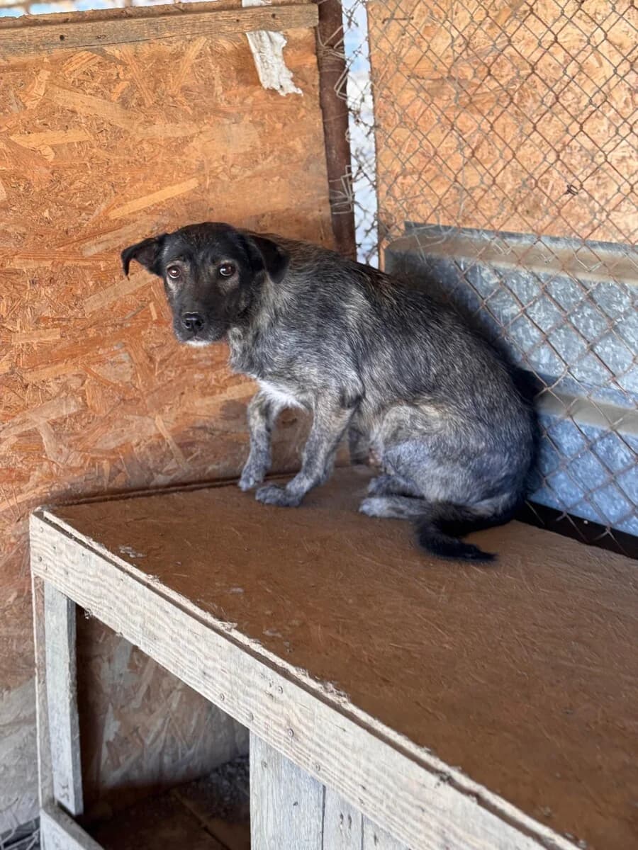 Anni, female 6yo Mixed Breed for adoption at Vierbeiner in Not e.V.
