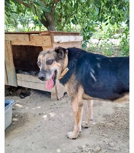 Simba, male senior Mixed Breed for adoption at Vierbeiner in Not e.V.