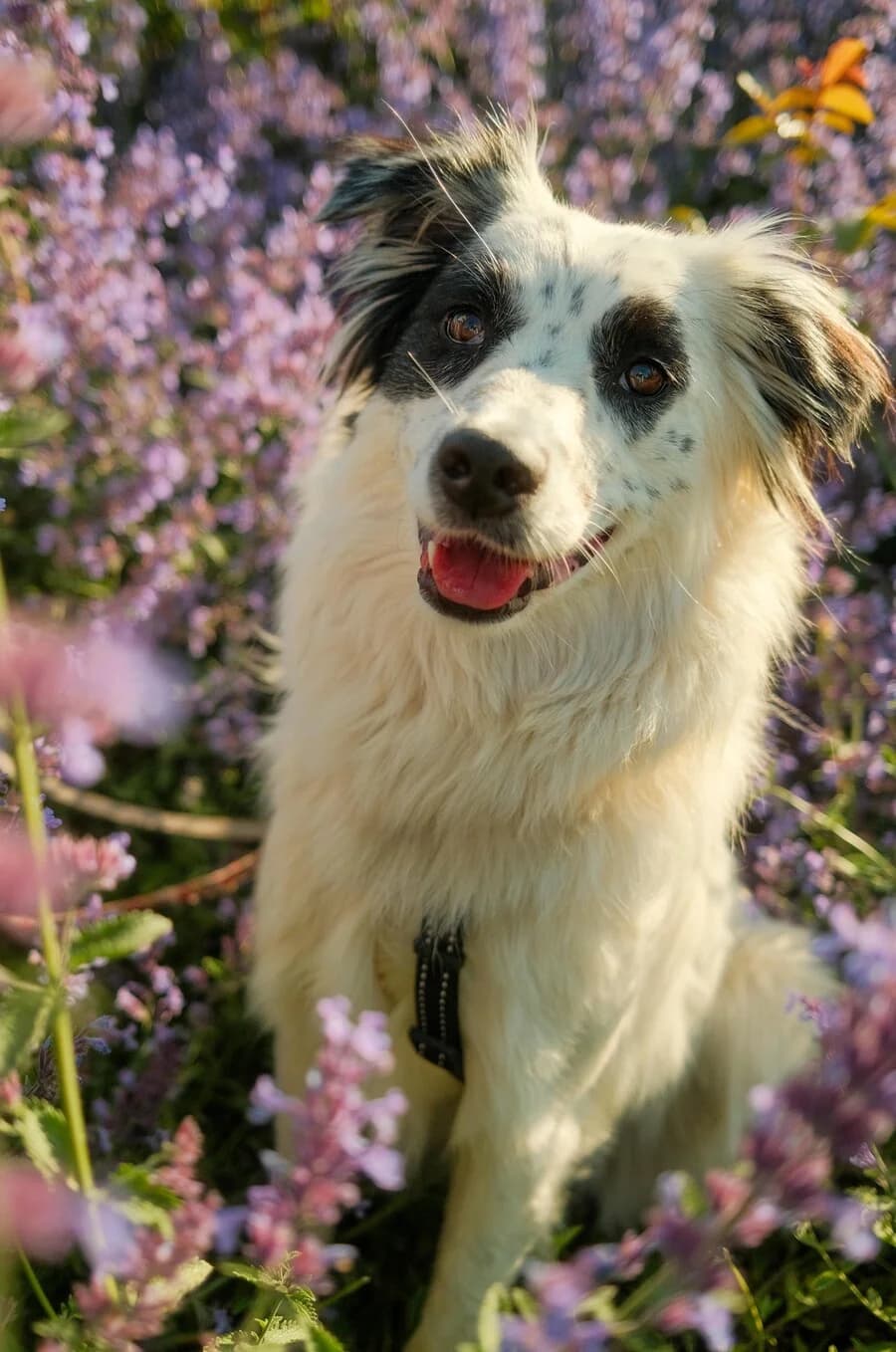 Nuki, female young Mixed Breed for adoption at Vierbeiner in Not e.V.