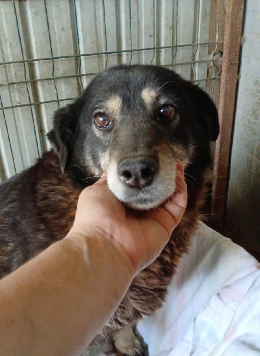 Martha, schwarz female 7yo Mixed Breed for adoption at Vierbeiner in Not e.V.