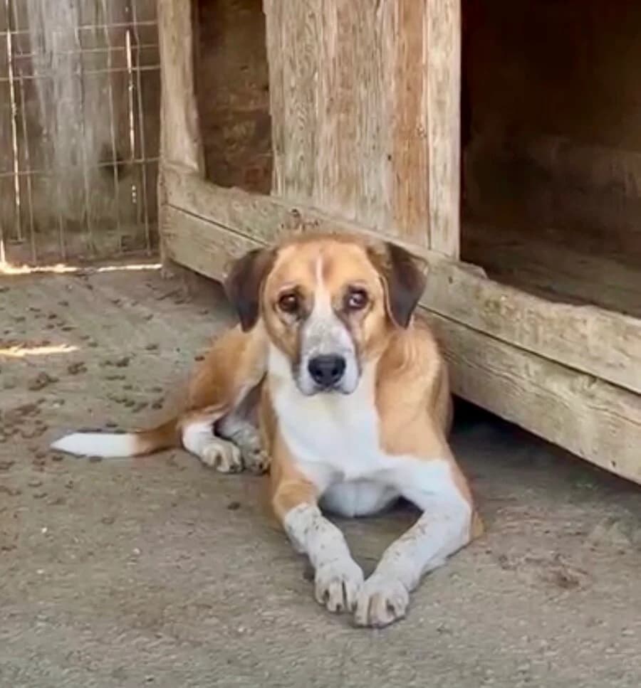 Chance, male 7yo Mixed Breed for adoption at Vierbeiner in Not e.V.