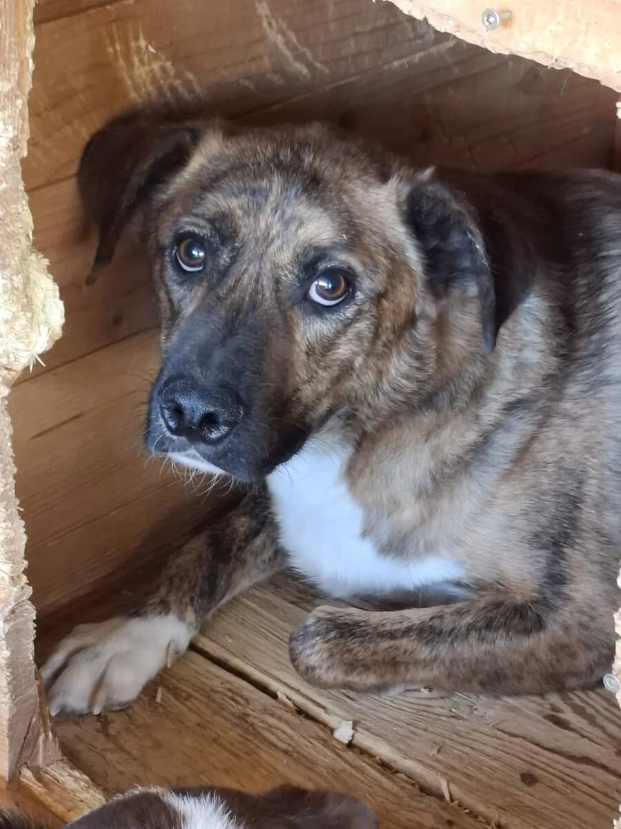 Marco, male young Mixed Breed for adoption at Vierbeiner in Not e.V.