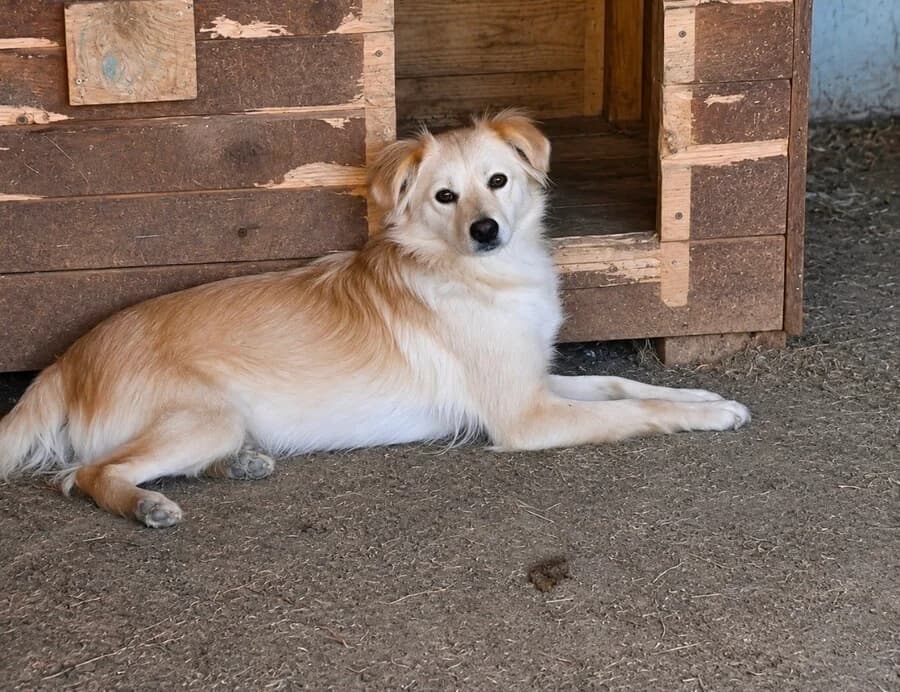 Lenny, male young Mixed Breed for adoption at Vierbeiner in Not e.V.