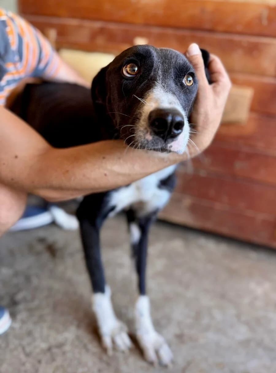 Simona, female young Mixed Breed for adoption at Vierbeiner in Not e.V.