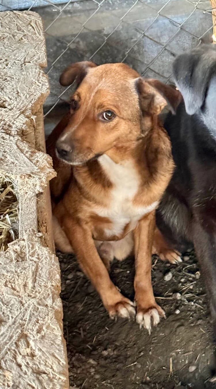 Lino, male 5yo Mixed Breed for adoption at Vierbeiner in Not e.V.
