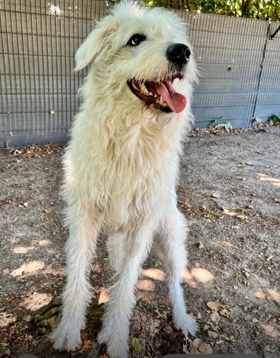 Mutzi, weiß female 3yo Mixed Breed for adoption at Vierbeiner in Not e.V.
