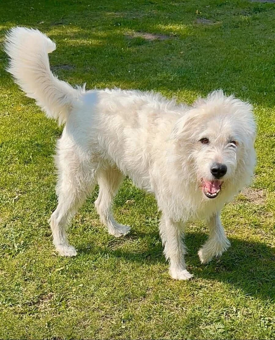 Mutzi, weiß female 3yo Mixed Breed for adoption at Vierbeiner in Not e.V.