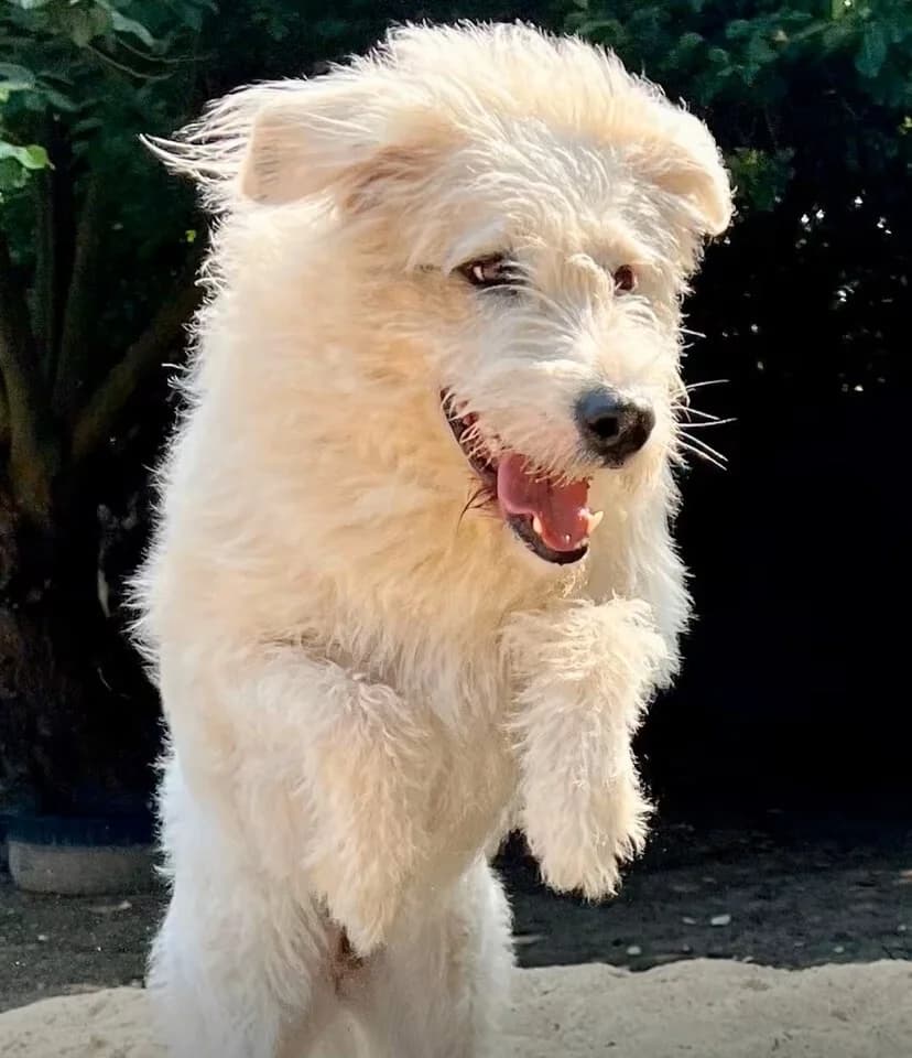 Mutzi, weiß female 3yo Mixed Breed for adoption at Vierbeiner in Not e.V.