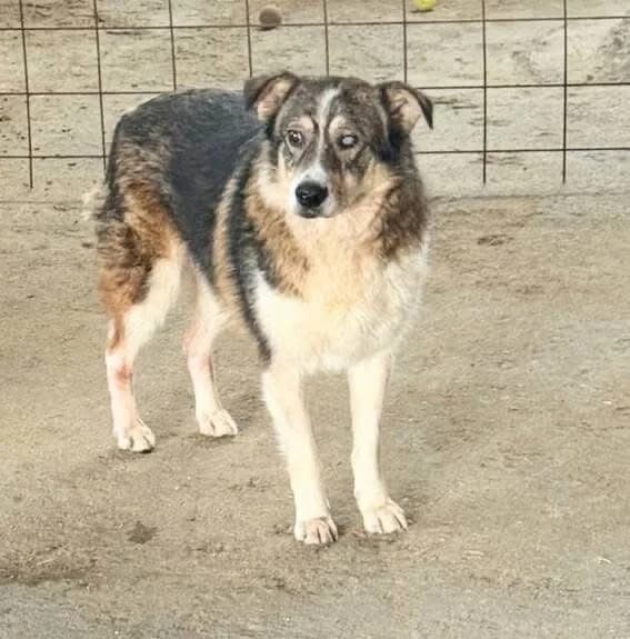 Roberto, male senior Mixed Breed for adoption at Vierbeiner in Not e.V.
