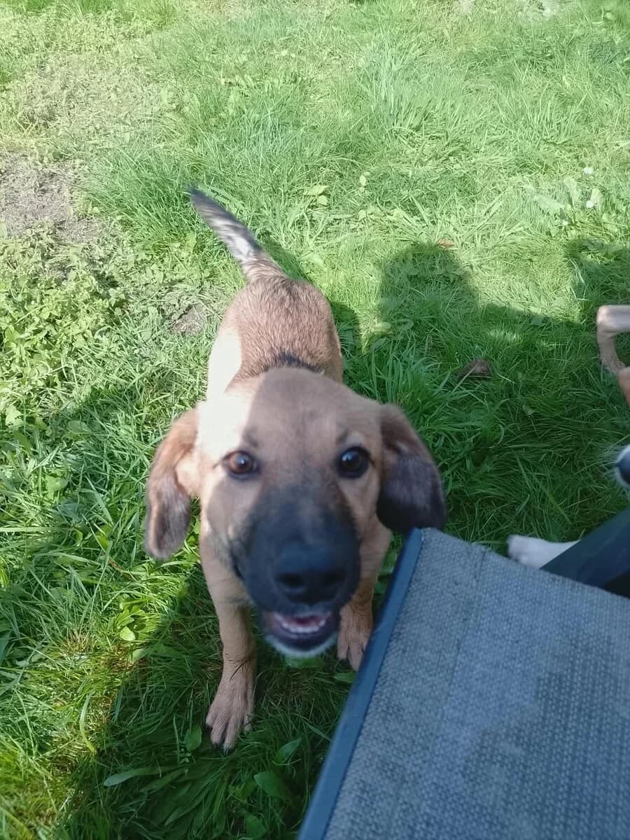 Aestri, female puppy Mixed Breed for adoption at Vierbeiner in Not e.V.