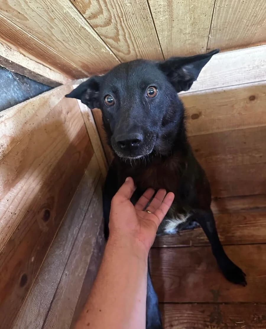 Leila, female young Mixed Breed for adoption at Vierbeiner in Not e.V.
