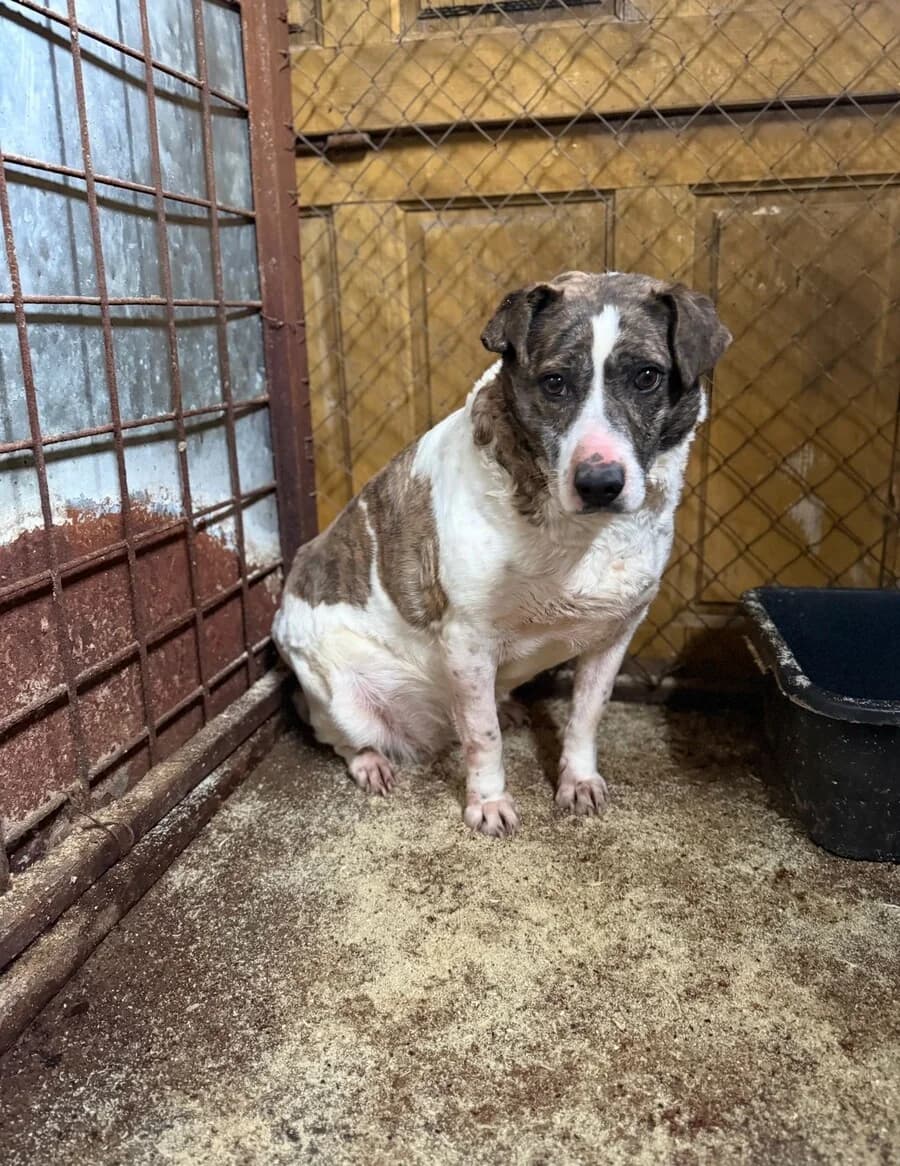 Fee, female 7yo Mixed Breed for adoption at Vierbeiner in Not e.V.