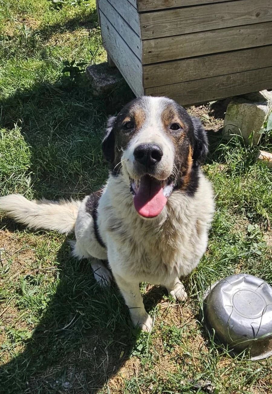 Quincy, male 7yo Mixed Breed for adoption at Vierbeiner in Not e.V.